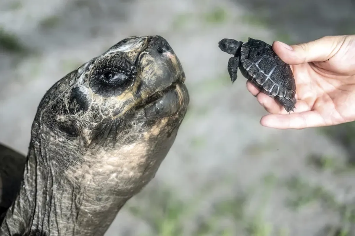 La cría de esta tortuga tendrá una vida tan larga como la de su padre. La cría de esta tortuga tendrá una vida tan larga como la de su padre.