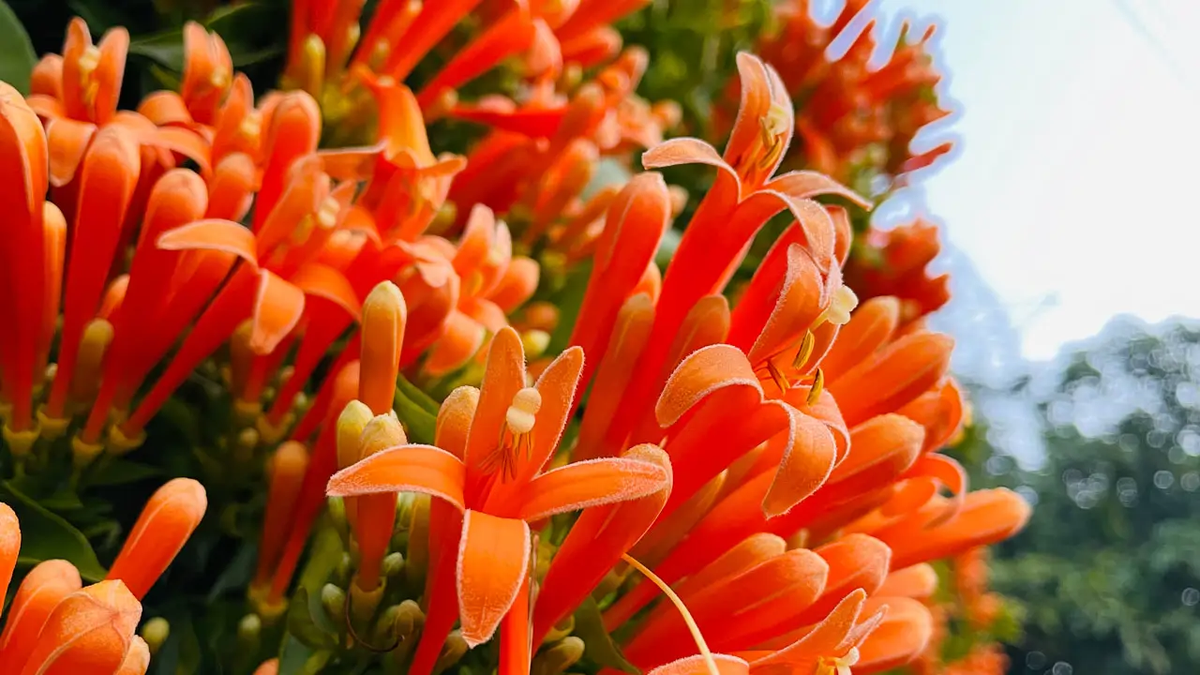 La planta trepadora que florece casi todo el año y es ideal para decorar el cerco del jardín