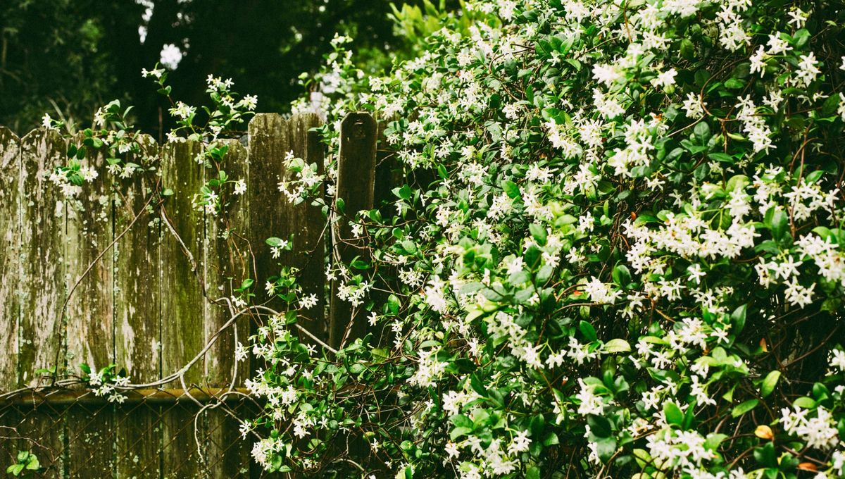 Tener una planta de jazmín no solo embellece el entorno con sus flores, sino que también proporciona un aroma delicado que llena el aire. Tener una planta de jazmín no solo embellece el entorno con sus flores, sino que también proporciona un aroma delicado que llena el aire.