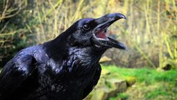 Los cuervos son una de las aves más inteligentes del planeta
