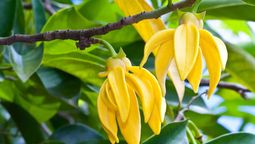 El árbol tropical que tiene flores perfumadas y en forma de estrella. El árbol tropical que tiene flores perfumadas y en forma de estrella.