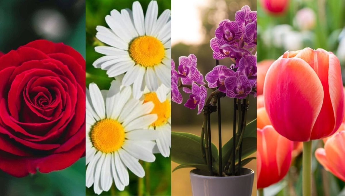 Test de personalidad: elige una flor y descubre qué revela sobre tu personalidad