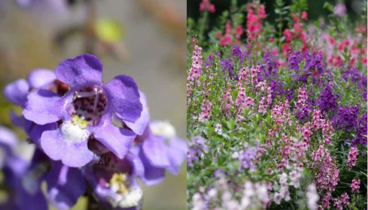 Ni petunias ni lavanda: la planta de flores resistente que convierte el jardín en un paraíso