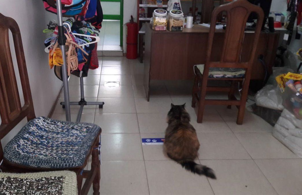 Un proyecto de ley para que Mendoza tenga un hospital público veterinario impulsado por Marcelona Romano se presentó el jueves pasado en la Cámara de Senadores. Foto: Gentileza Veterinaria Nehuen