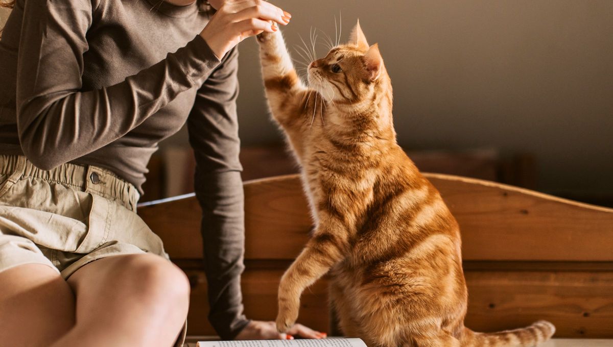 Si la bolsa primordial cambia de forma, si se inflama, si le duele o si el animal se lame mucho en esa zona porque ahí podría tener algún problema de salud. Si la bolsa primordial cambia de forma, si se inflama, si le duele o si el animal se lame mucho en esa zona porque ahí podría tener algún problema de salud.