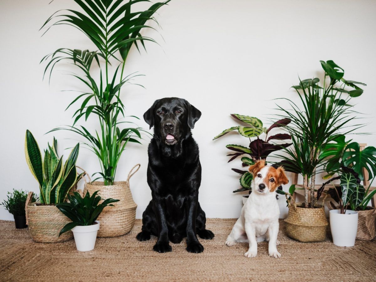 La areca, el bambu y los helechos son algunas de las plantas amigables con nuestras mascotas. La areca, el bambu y los helechos son algunas de las plantas amigables con nuestras mascotas.