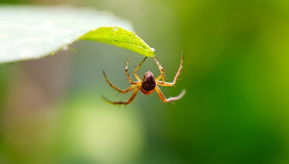 Ni limonero, ni rosas: la planta que atrae a las arañas y no debes tener en casa