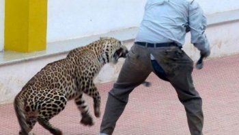 Un leopardo merodeba una escuela en la India e hirió a tres personas