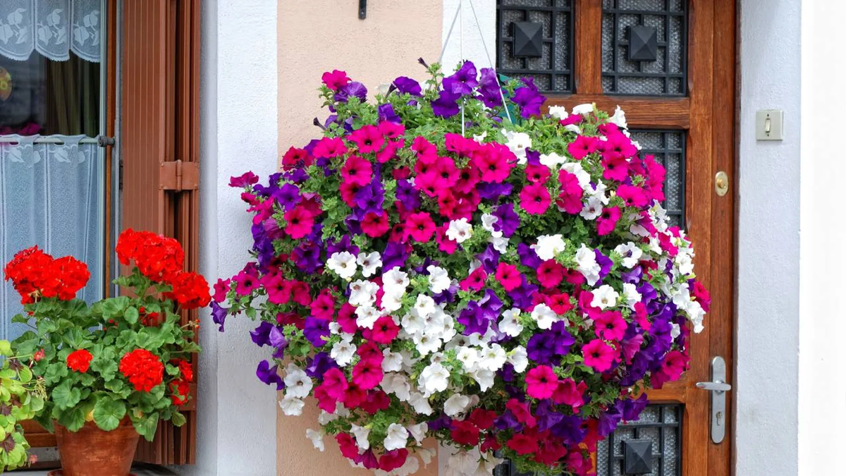 Aprende a cuidarlas y disfruta de un balcón lleno de vida. Aprende a cuidarlas y disfruta de un balcón lleno de vida.