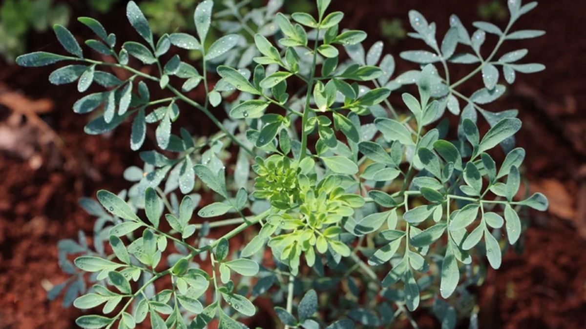 Qué significa pedirle permiso a la RUDA antes de podar el jardín de casa