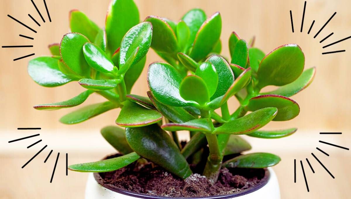 Cuáles son todos los beneficios de tener un ÁRBOL DE JADE en tu casa