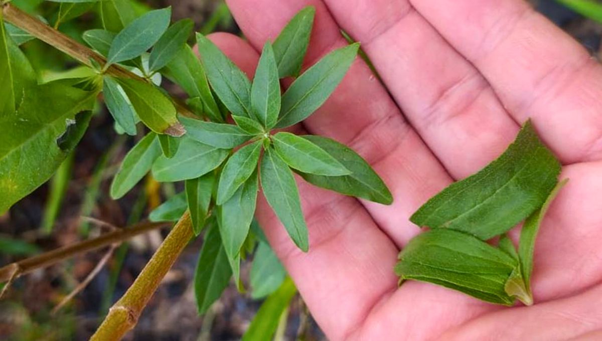 La planta de burro se puede cultivar en casa, en una maceta. La planta de burro se puede cultivar en casa, en una maceta. 