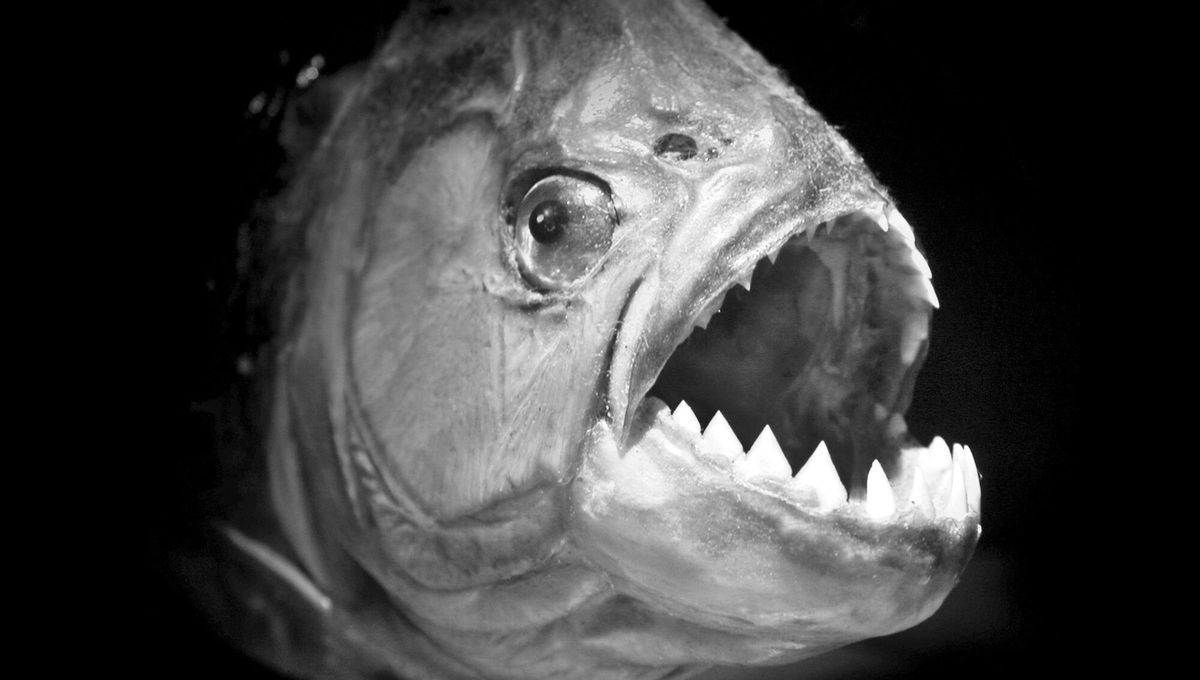 Los 5 peces más peligrosos del mundo: son mortales y se encuentran en agua dulce y salada