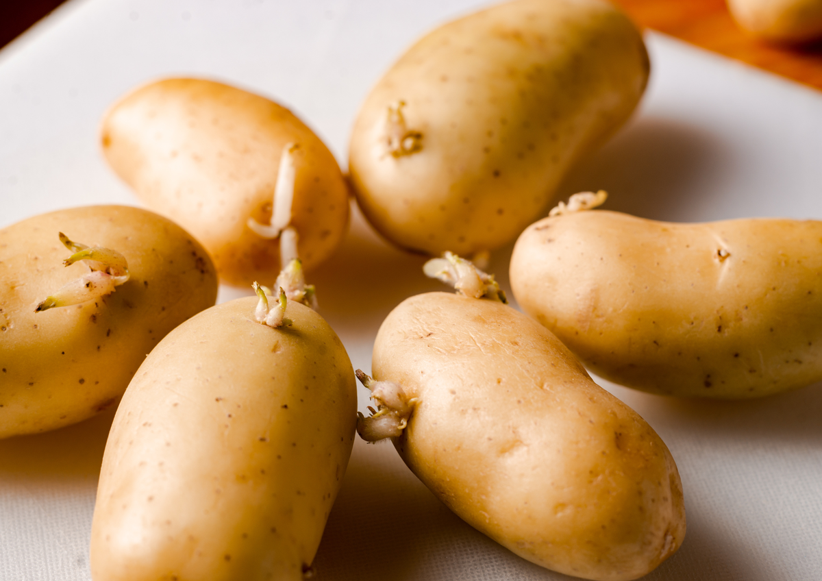 Procura guardar las papas de esta forma para que no maduren ni se formen raíces. Procura guardar las papas de esta forma para que no maduren ni se formen raíces.