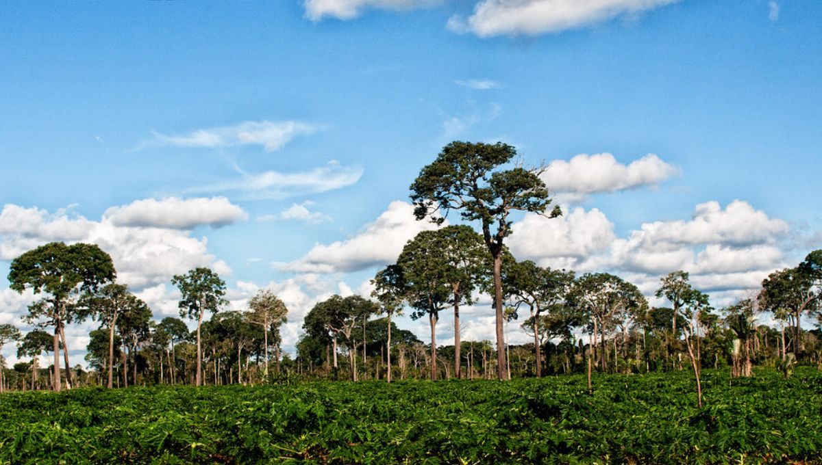 El árbol que solo se da en una zona de América Latina: vive 500 años y conservar la selva