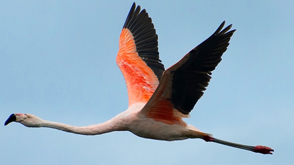 Rescataron un flamenco austral herido en Lavalle