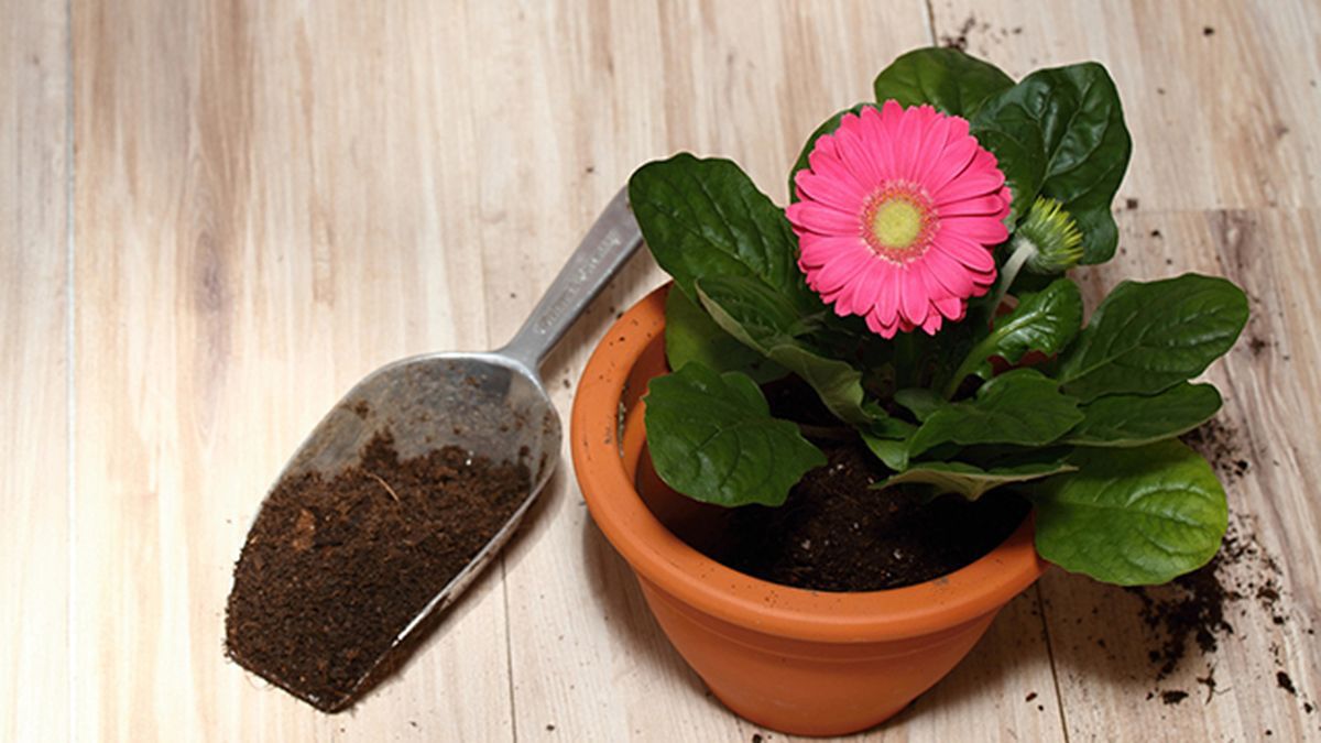 La planta ideal para mamá.