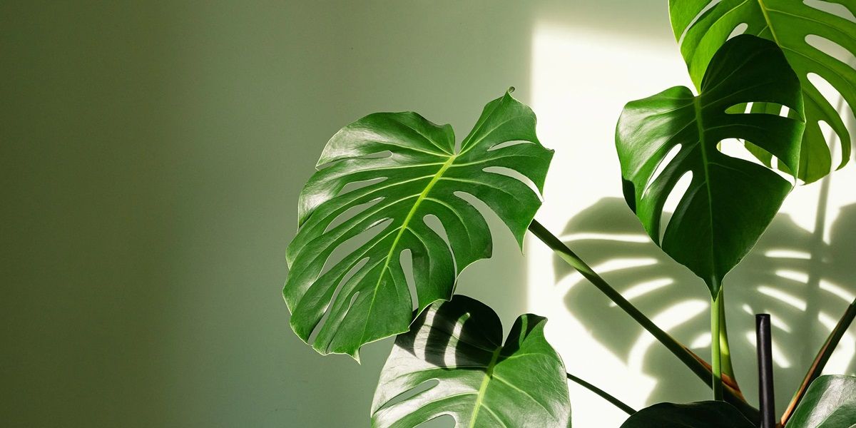 La planta trepadora que decora el interior de casa y es de fácil cuidado.