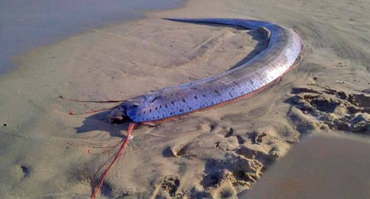 La leyenda marca que si un pez remo llega a la playa, es un mal augurio. La leyenda marca que si un pez remo llega a la playa, es un mal augurio.