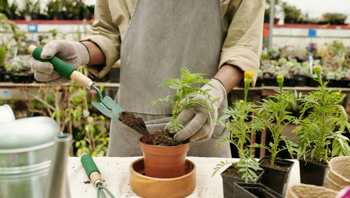 El truco de los jardineros para trasplantar plantines sin que se sequen 