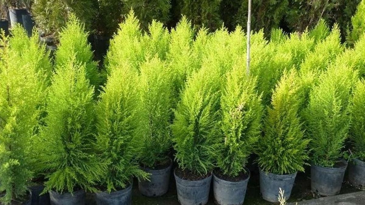 Los pinos enanos tienen una sustancia en su savia que actúa como anticongelante, lo que les permite mantener sus hojas incluso a temperaturas bajo cero. Los pinos enanos tienen una sustancia en su savia que actúa como anticongelante, lo que les permite mantener sus hojas incluso a temperaturas bajo cero.