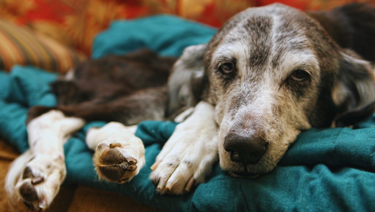 ¿Tu mascota está envejeciendo? Estas son las señales que no debes ignorar