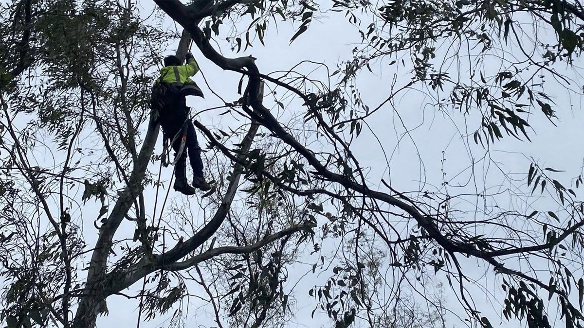 El accidente más triste: un jubilado podaba un árbol en su casa y todo terminó en tragedia