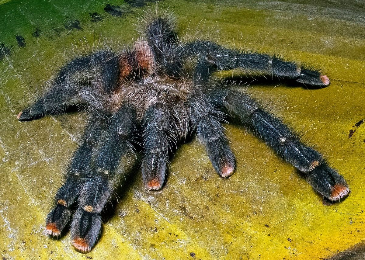 Descubrimiento de una nueva especie de tarántula gigante deja sin habla a los expertos Descubrimiento de una nueva especie de tarántula gigante deja sin habla a los expertos