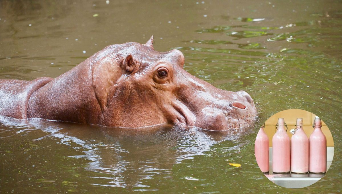 El hipopótamo es el único animal que produce leche rosada: a qué se debe