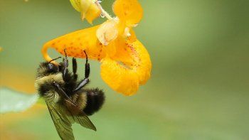 Alertan una crisis alimentaria por desaparición de abejas