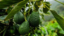 Árbol de palta o aguacate.