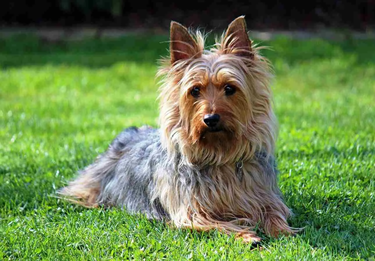 Un guardián silencioso: la raza de perro que es la opción ideal para departamentos Un guardián silencioso: la raza de perro que es la opción ideal para departamentos