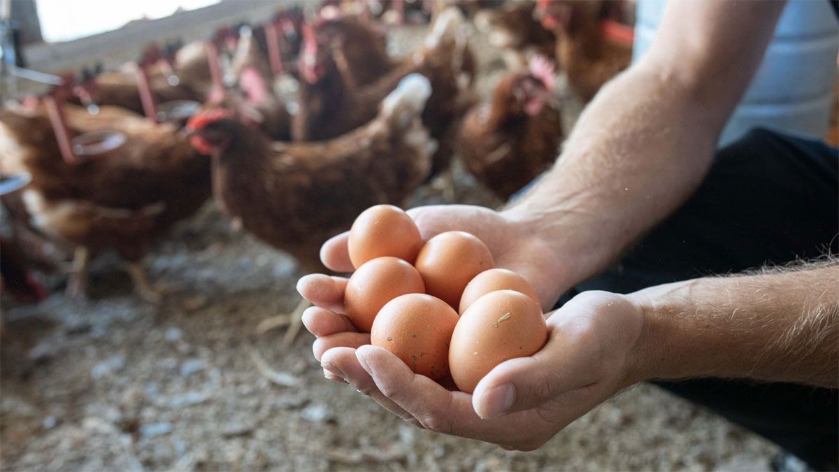 Una gallina sana (bien alimentada) puede llegar a poner 1 huevo por día.