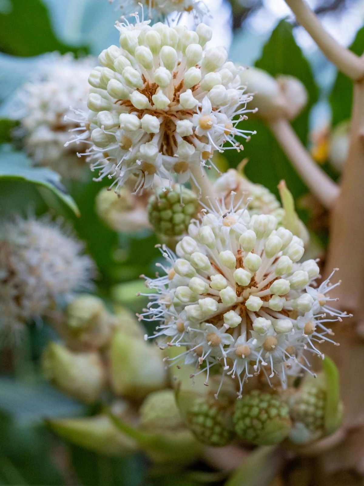 La planta de rápido crecimiento que decora el jardín con sus flores blancas y delicadas.