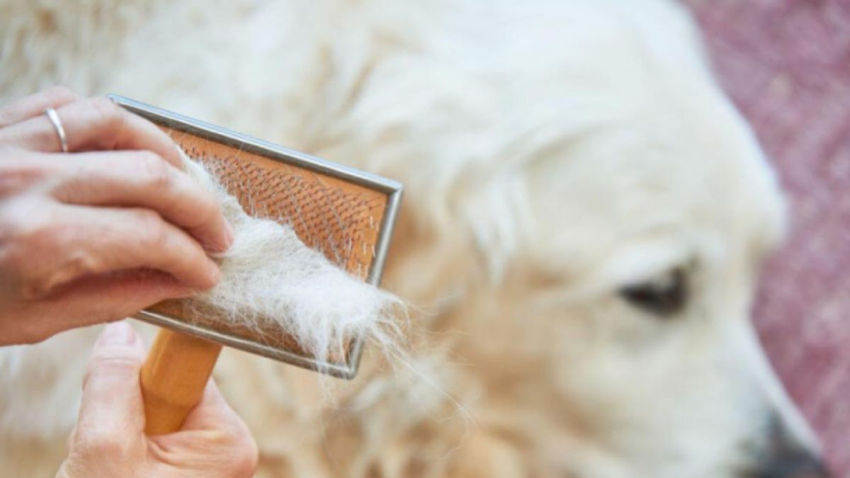 Existen trucos y consejos sencillos para evitar que tu mascota pierda tanto pelo en temporada de recambio.
