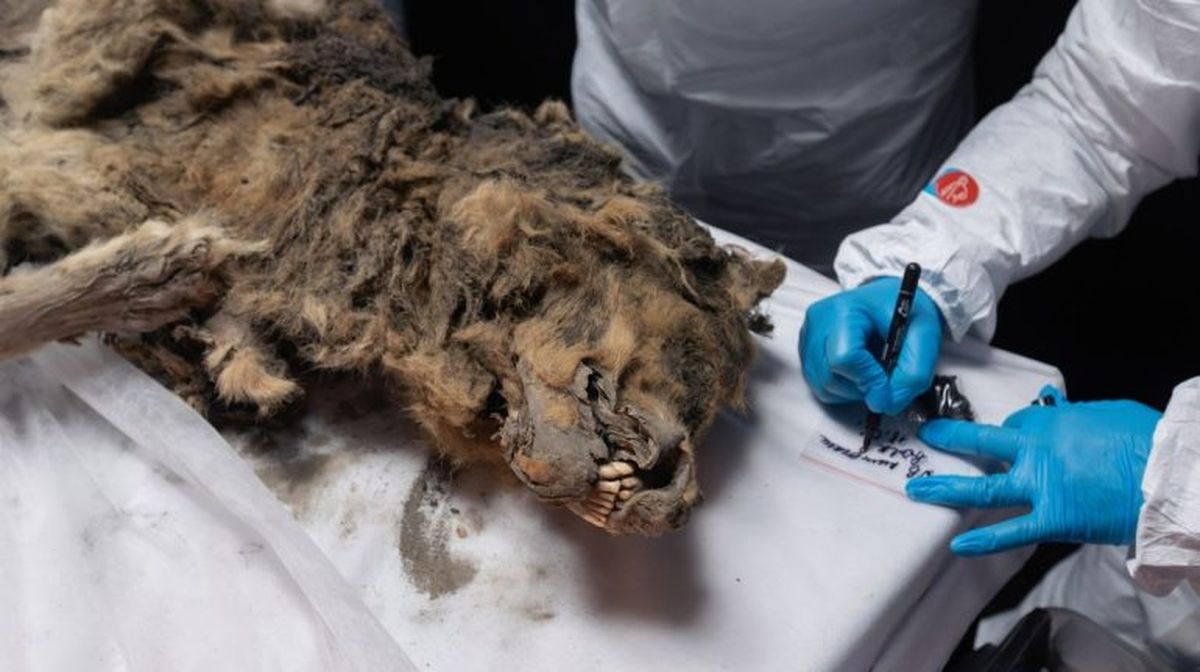 El descubrimiento de un milenario lobo que dejó sin palabras a los científicos El descubrimiento de un milenario lobo que dejó sin palabras a los científicos