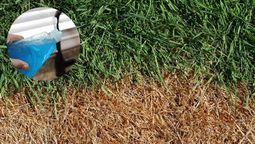 La recuperación del césped no será mágica, aunque sí efectiva.