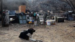 Todavía hay 50 animales heridos en Potrerillos y siguen pidiendo ayuda para alimentarlos