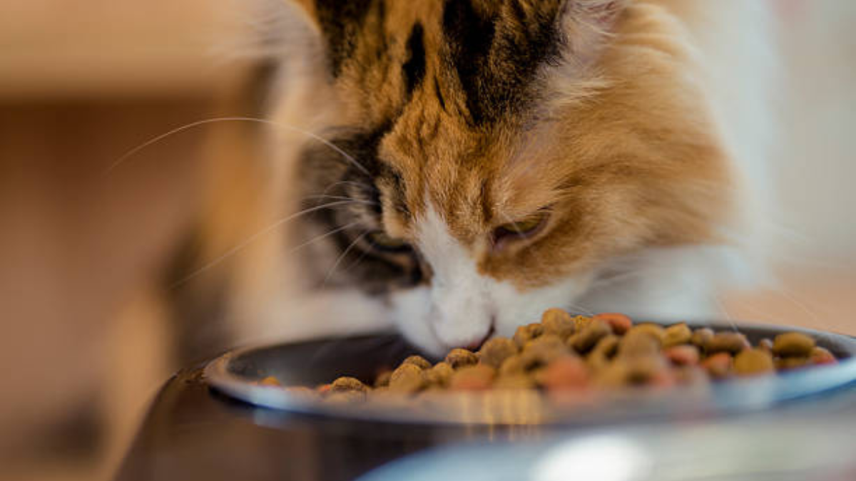 Estas croquetas pueden causarle graves daños a la salud de tu mascota.