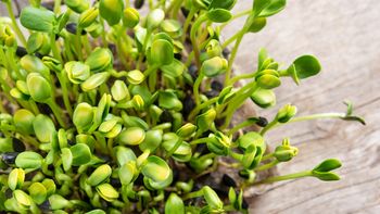¿Se puede cultivar una planta de lentejas en casa? ¿Se puede cultivar una planta de lentejas en casa?