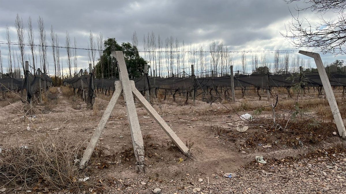 Mallas antigranizo, palos de algarrobo, cierres perimetrales, todo es robado por delincuentes con total impunidad. Mallas antigranizo, palos de algarrobo, cierres perimetrales, todo es robado por delincuentes con total impunidad.