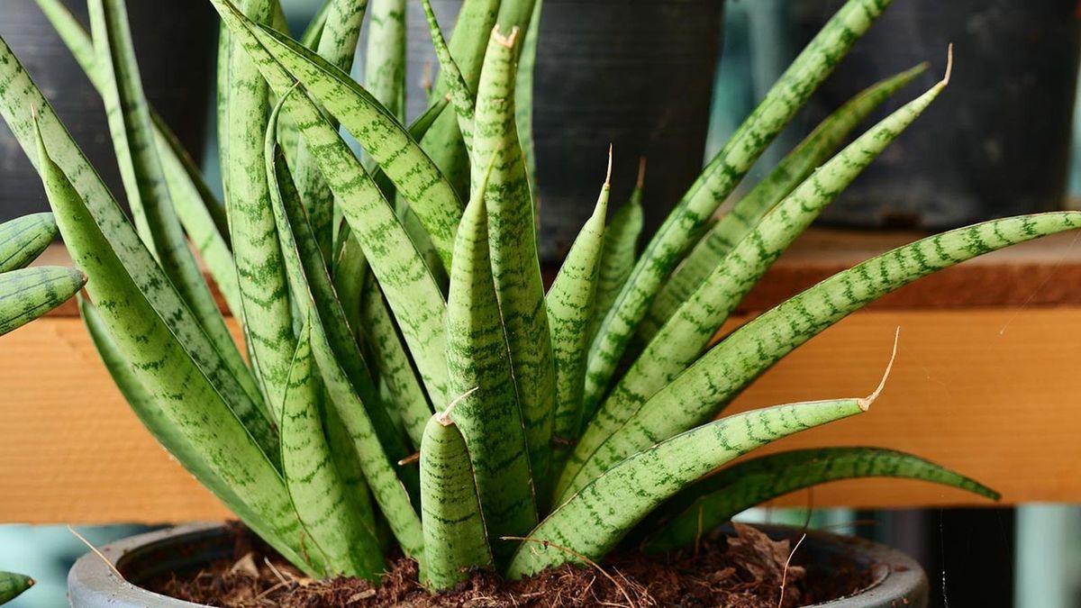 La sansevieria, o lengua de suegra, sobrevive incluso en los rincones con menos iluminación de la estancia.