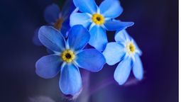 Nomeolvides: la flor que esconde una maravillosa historia de amor y es el emblema del genocidio armenio. Foto Canva