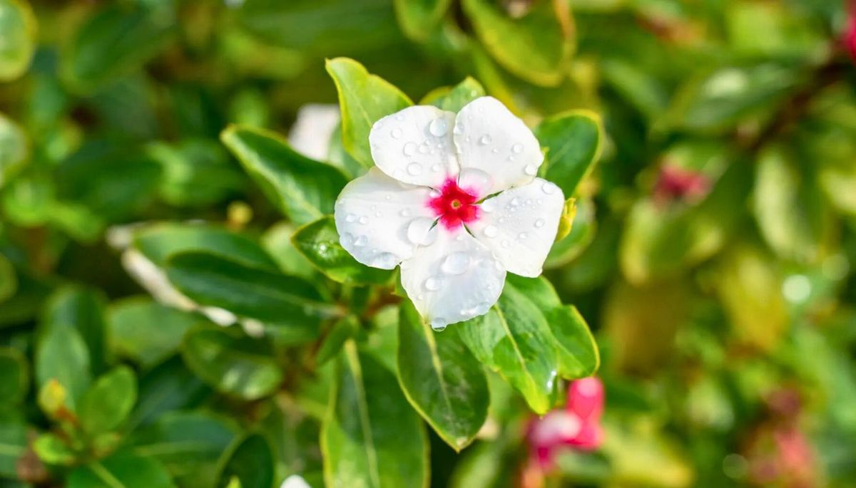 Ni petunias ni pensamientos: la planta ideal para principiantes que llenará de color el jardín