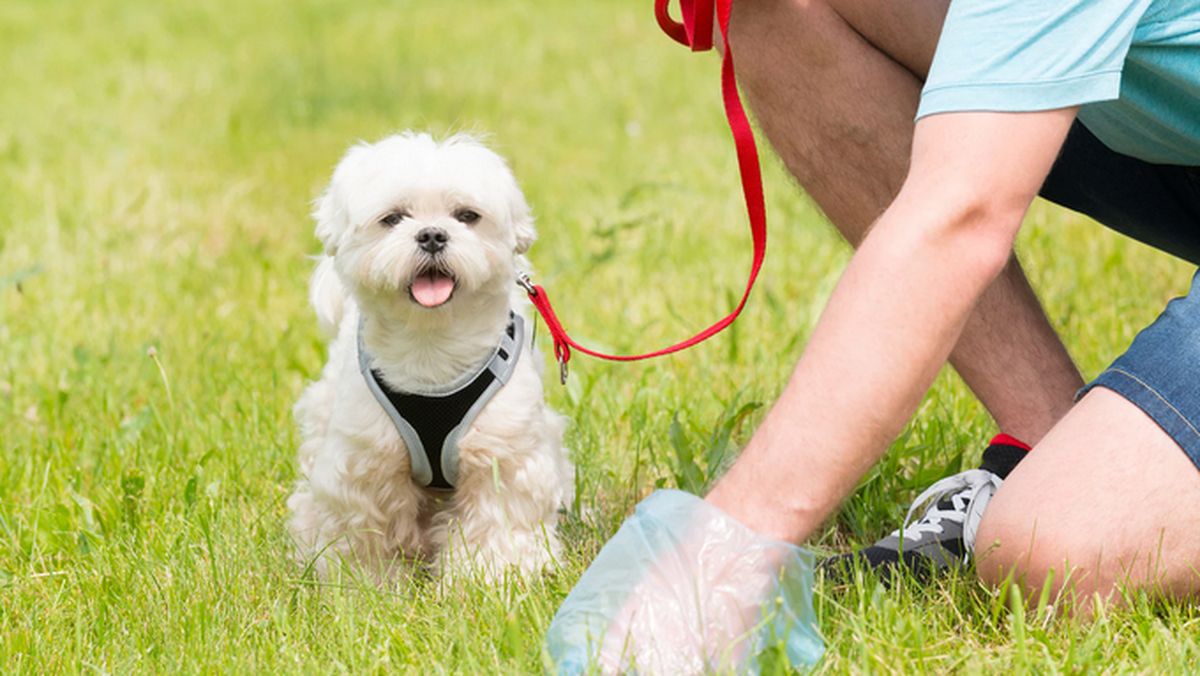 es peligroso respirar caca de perro