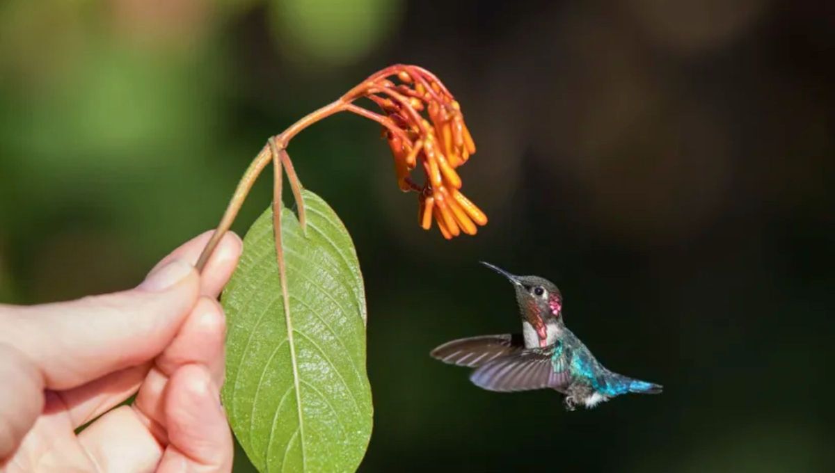 Este animal, que también es una de las aves de menor tamaño en el planeta, alcanza una longitud corporal máxima de solo 6,1 centímetros y no pesa más de 1,8 gramos Este animal, que también es una de las aves de menor tamaño en el planeta, alcanza una longitud corporal máxima de solo 6,1 centímetros y no pesa más de 1,8 gramos