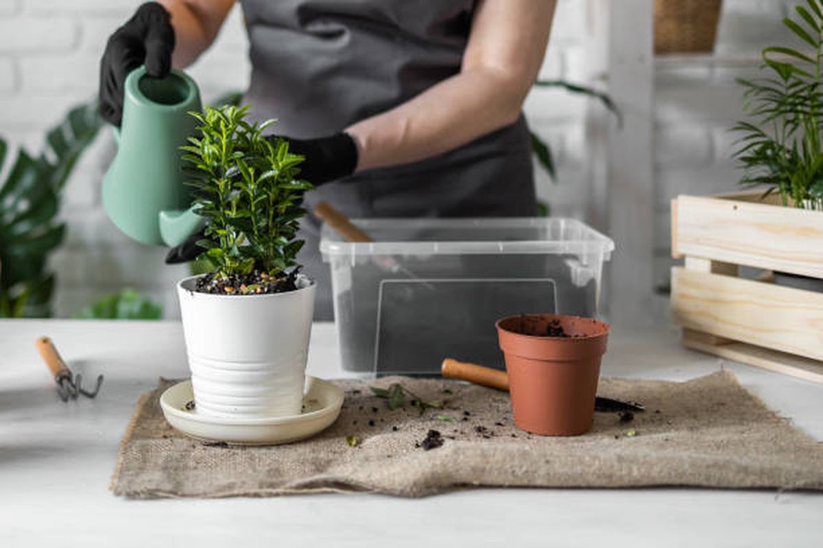 Abono casero con magnesio para revitalizar las plantas. Abono casero con magnesio para revitalizar las plantas.