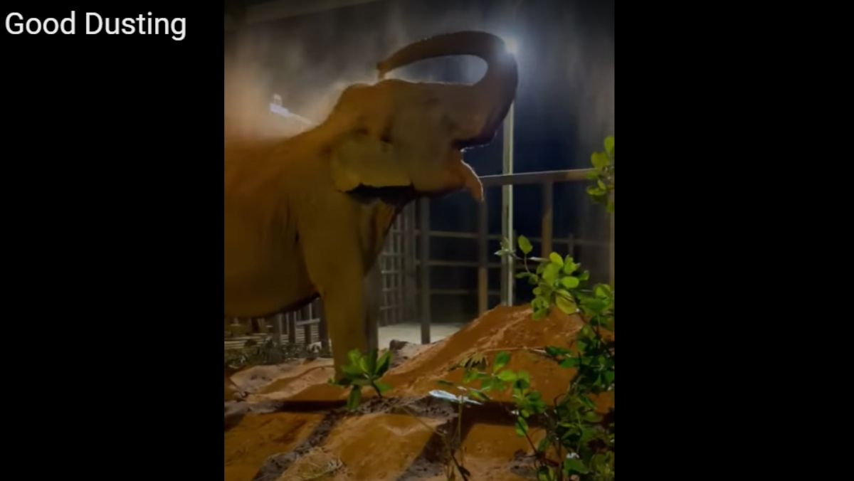 Los primeros elefantes del Ecoparque Mendoza que han recuperado la libertad en una santuario de Brasil son las hembras Pocha y su hija Guillermina. De a poco se van aclimatando, y desde la reserva brasileña subieron un video de Pocha revolcándose y dándose un baño de polvo.