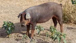 España está en alerta ante la peste porcina. España está en alerta ante la peste porcina.