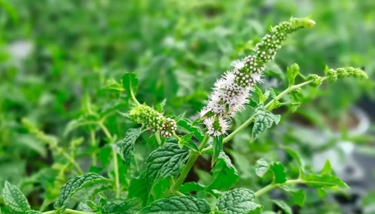 Las flores de la menta son pequeñas y aparecen en espigas al final de los tallos cuando la planta crece sin podar. Las flores de la menta son pequeñas y aparecen en espigas al final de los tallos cuando la planta crece sin podar.